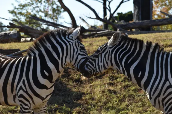 Kazino Rockn Rolla Pagalba